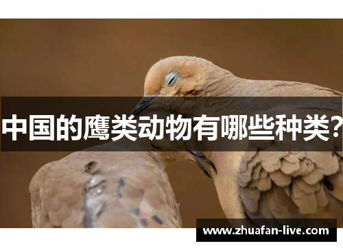 中国的鹰类动物有哪些种类？